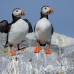 puffin_atlantic_msi_h_2534_can1905.jpg